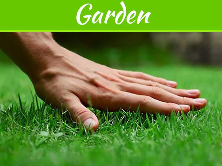 5 Types Of Grass Perfect For Your Front Doors