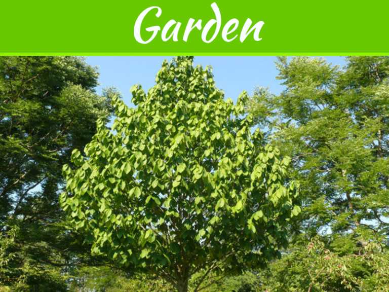 Ty Ty Nursery On Pawpaw Trees – Nature’s Hidden Secret