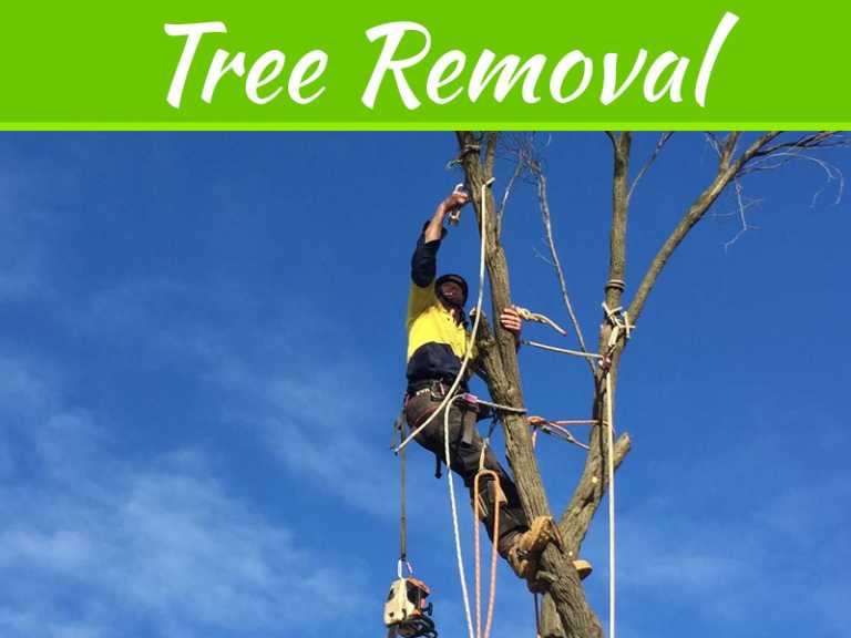 Get Professional Help For Tree Removal From The Home And Shoot Trimming