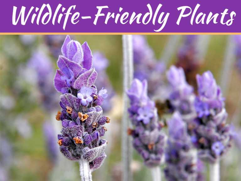 Top Wildlife-Friendly Plants For Summer 2019