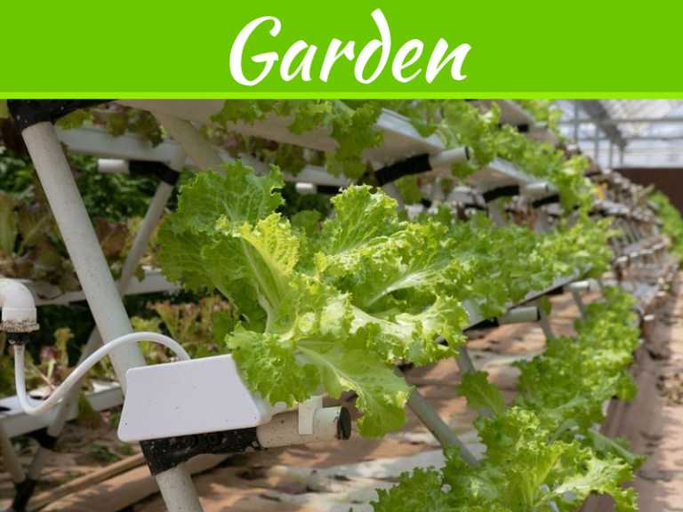 The Deal Between Gardening & An Online Canadian Hydroponics Store