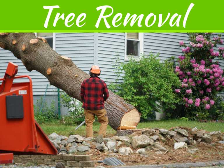 Common Reasons Why Trees Need Removal