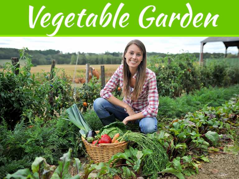 3 Tips To Grow Vegetables In A Small Garden
