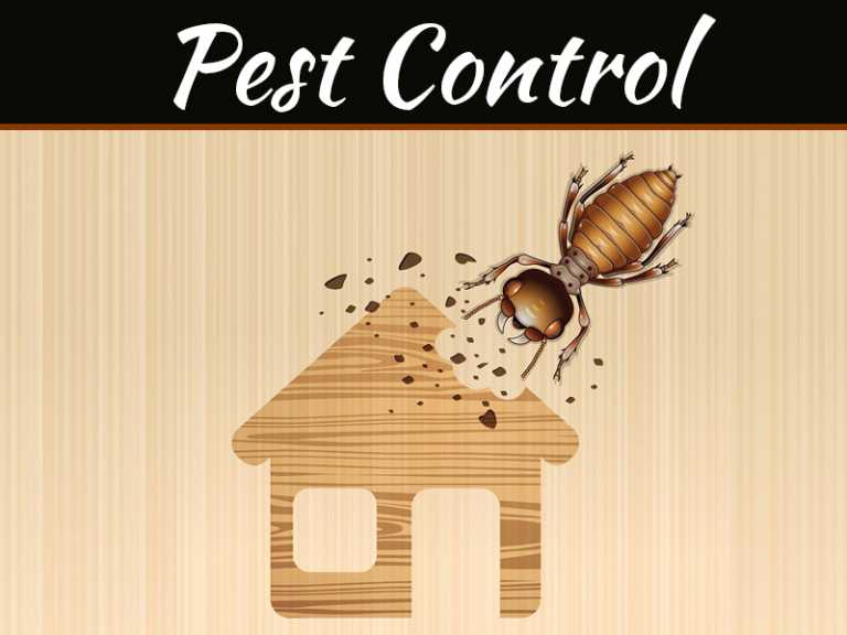 How To Prevent Pests In Any Area Of Your Home