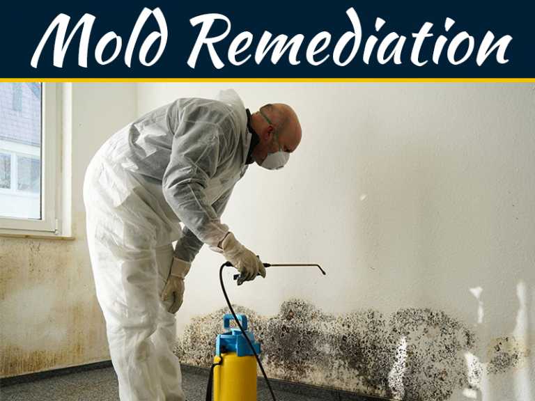 Everything You Need To Know About Mold And Mold Remediation