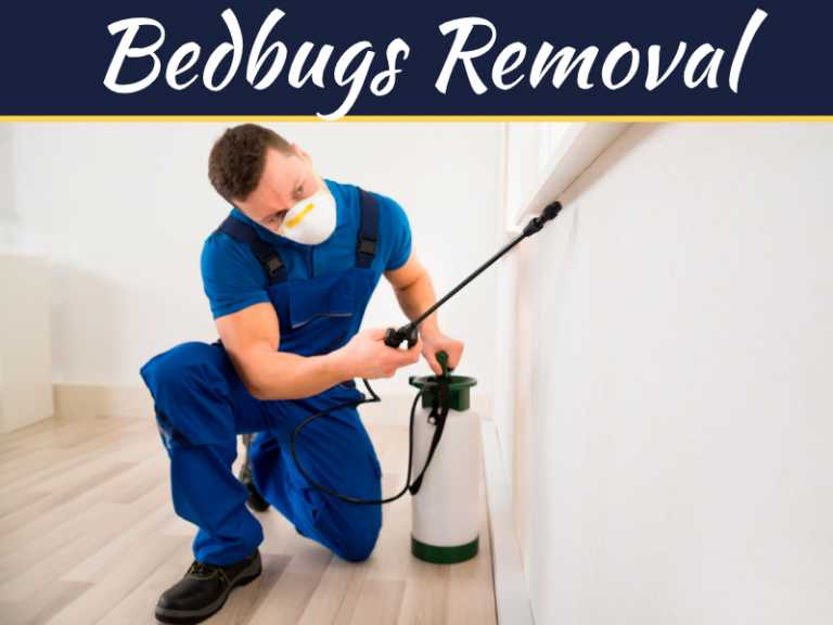 Signs Of Bedbugs Infestation In Your Property