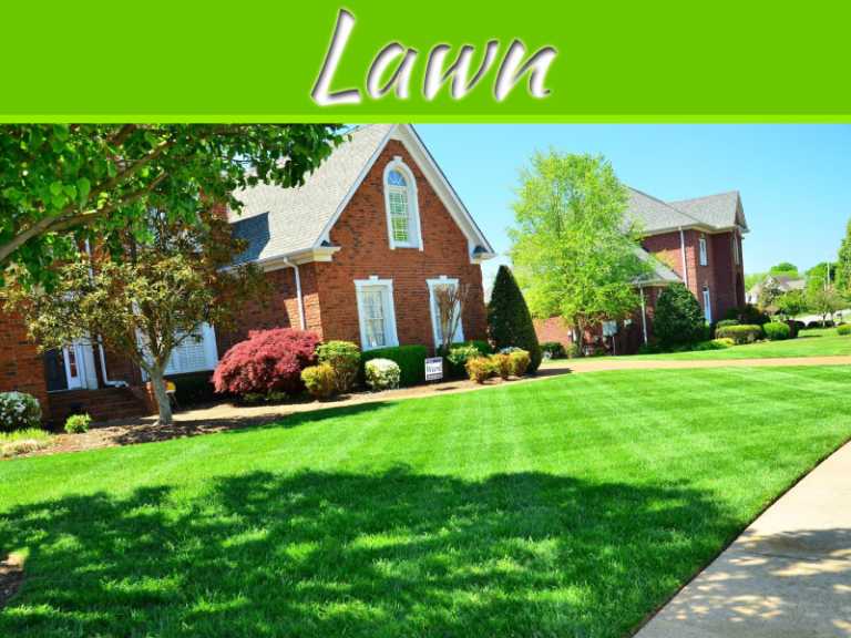 8 Steps To Transform Your Unhealthy Lawn