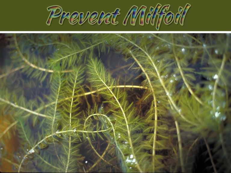 Controlling Your Environment: 4 Ways To Prevent Milfoil From Getting Out Of Hand