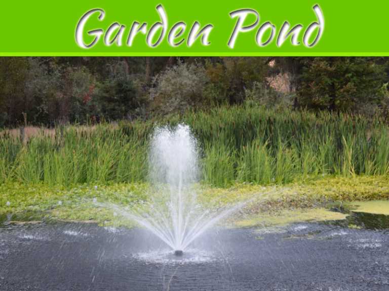 Debunking Common Myths About Owning A Garden Pond