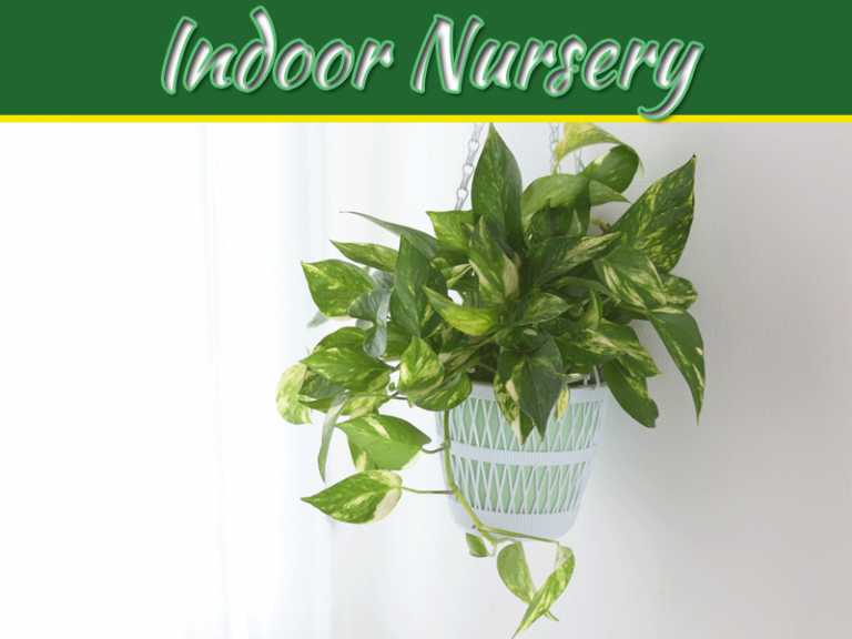 5 Best Indoor Nursery Plants