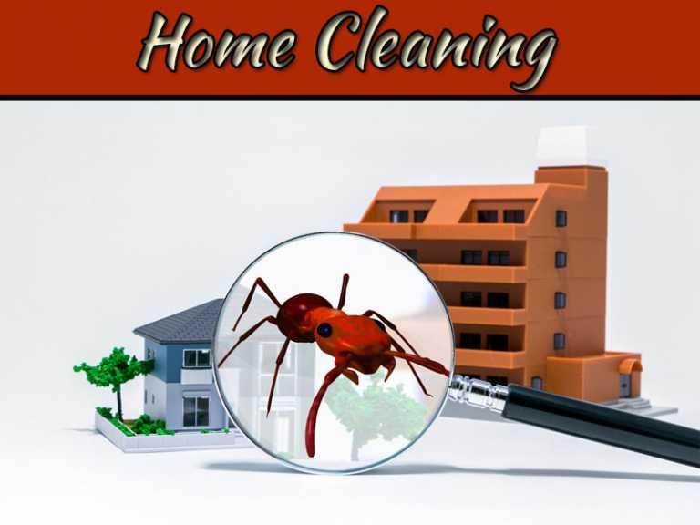 Termites: How To Determine That They're Eating Your Home