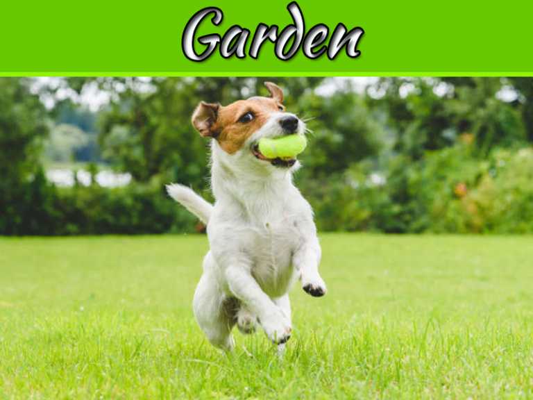 Save Your Lawn From These Common Problems