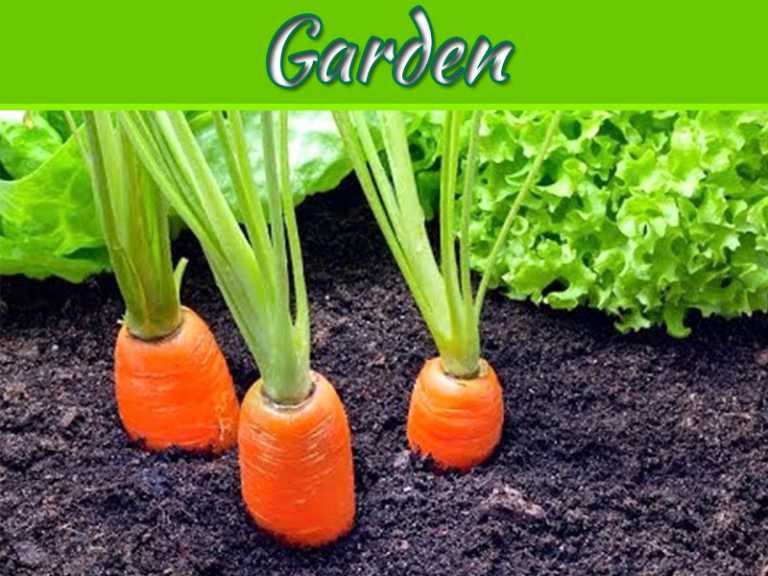 What Is The Easiest Thing To Grow In A Garden?
