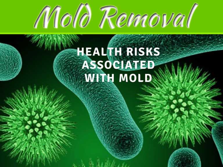The Benefits of Professional Mold Removal in Toronto