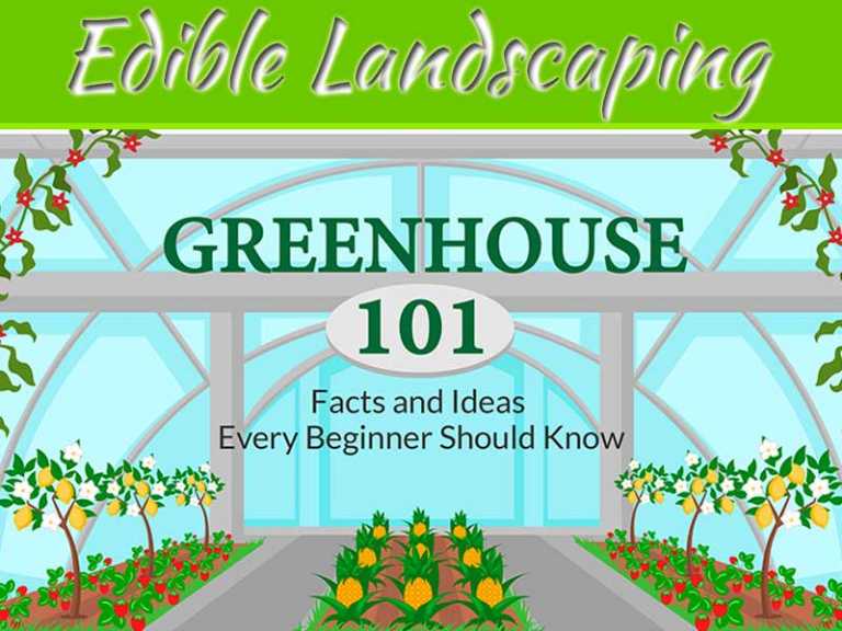 Creating Edible Landscaping