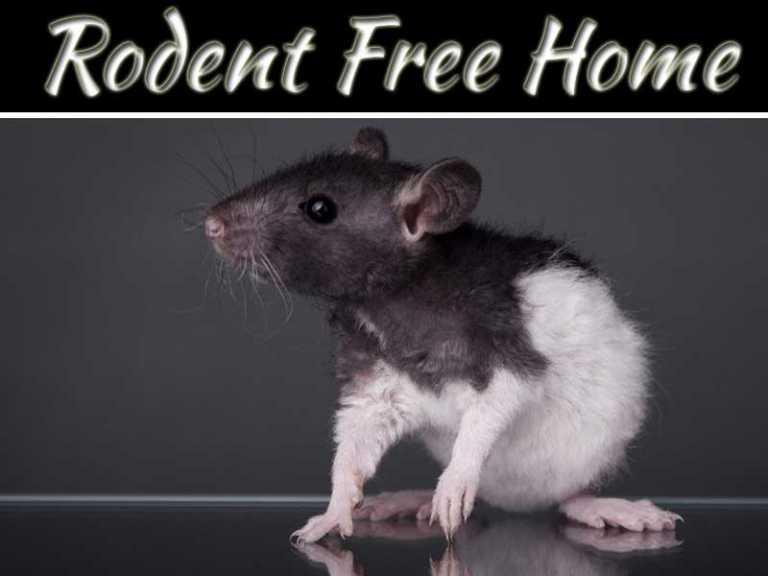 How To Keep Your Home Rodent-Free While Remodelling