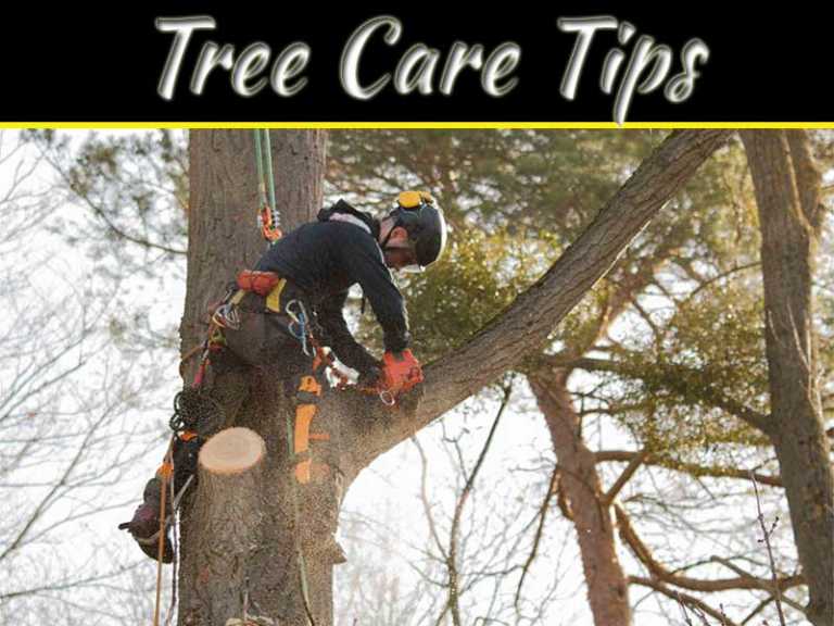 Tree Care Tips Ideal Way Of Trimming A Tall Tree