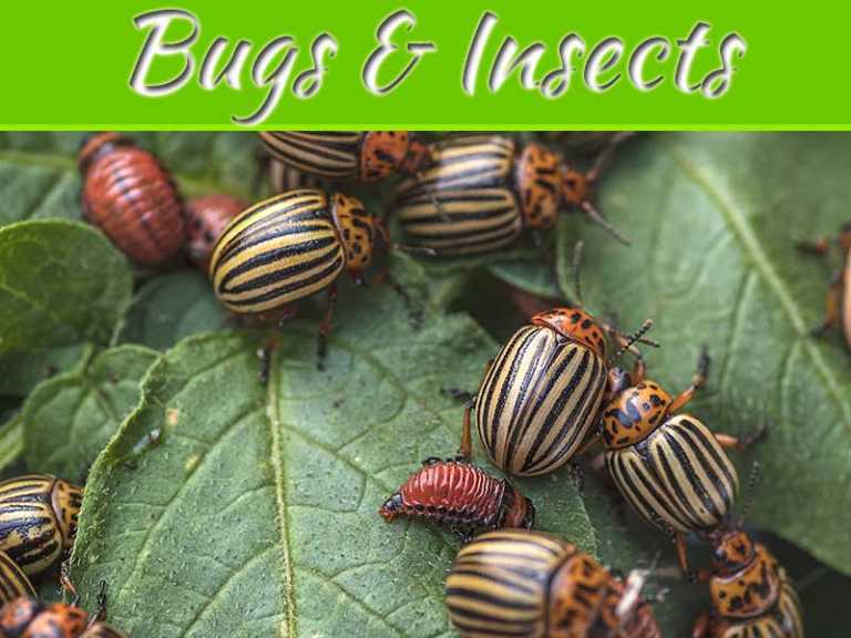 Uncommon Types Of Bugs And Insects That Might Destroy Your Landscaping