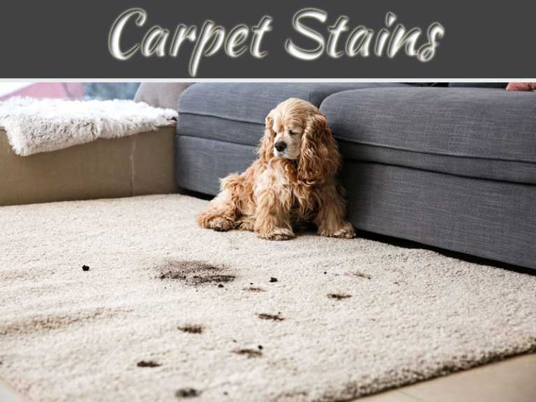 A Guide To Cleaning The Most Common Carpet Stains