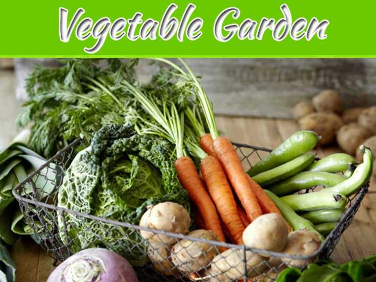 Indoor Vegetable Garden – How To DIY