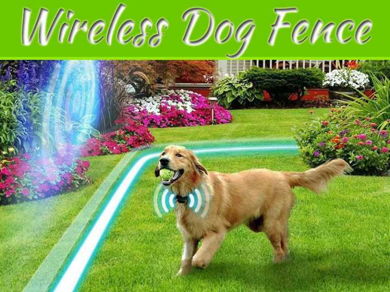 Stopping Your Dog Chasing Interlopers