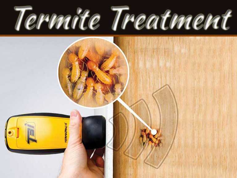 What’s The Best Termite Treatment?