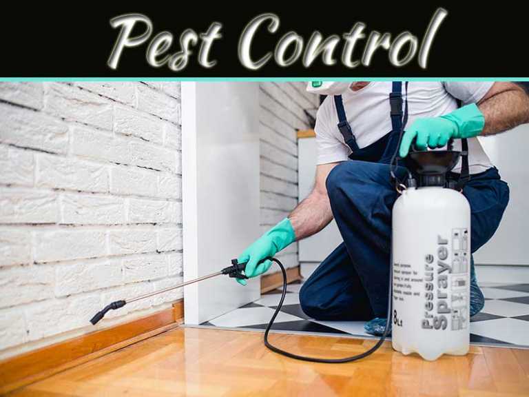 Why Pest Control Is Such An Essential Home Service