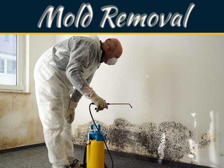 Mold Abatement and Removal – Find Mold Removal Service in Bethesda
