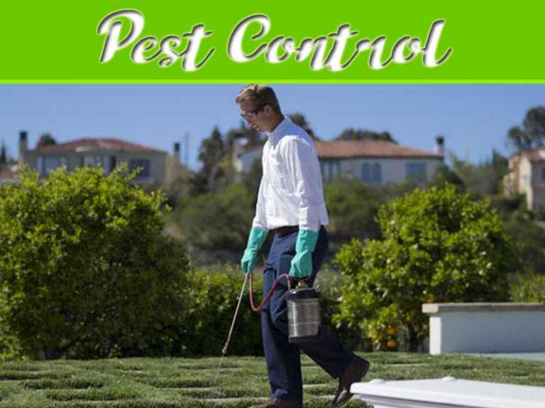 Tips For Keeping Harmful Bugs Out Of Your Garden