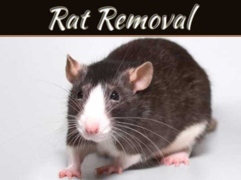 The Damage Rats Can Cause To A Home If Left Alone