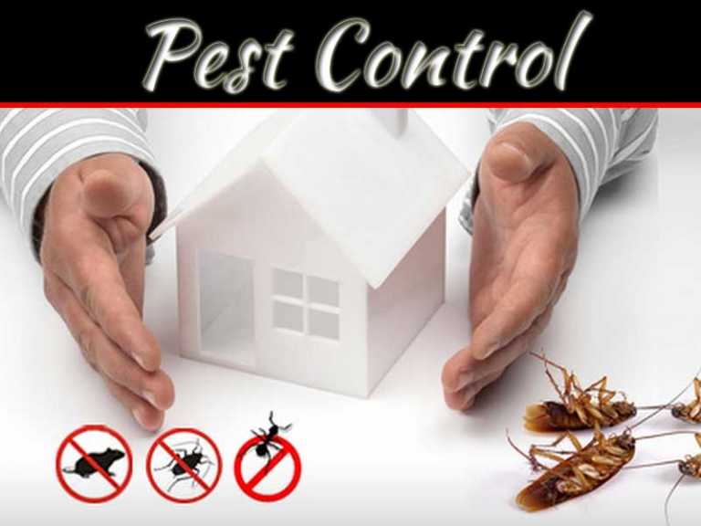 Tips For Keeping Pests Out Of Your Home