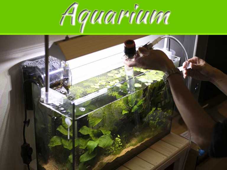 Top 6 Tips For Keeping An Aquarium In Your Home