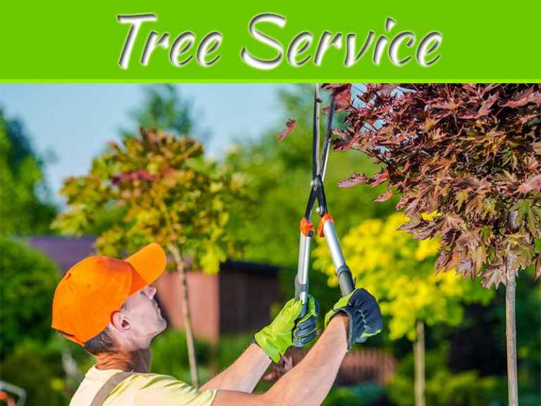 Why Is Your Tree Dying