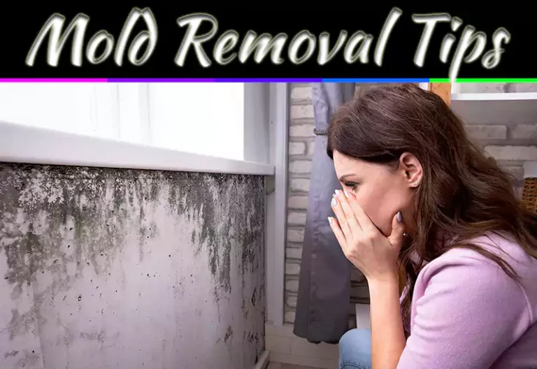 Mold Removal Tips: 10 Effective Ways To Get Rid Of Mold In Your Home
