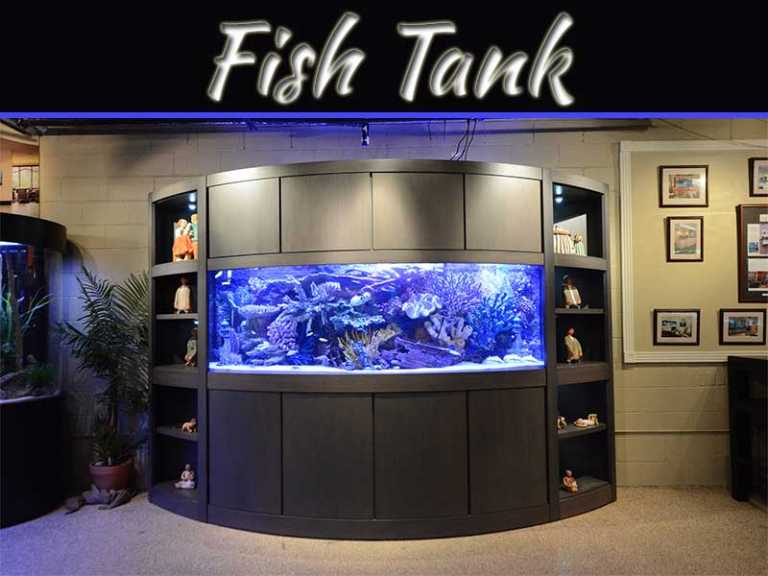 Step-By-Step Guide To Set Up A Fish Tank