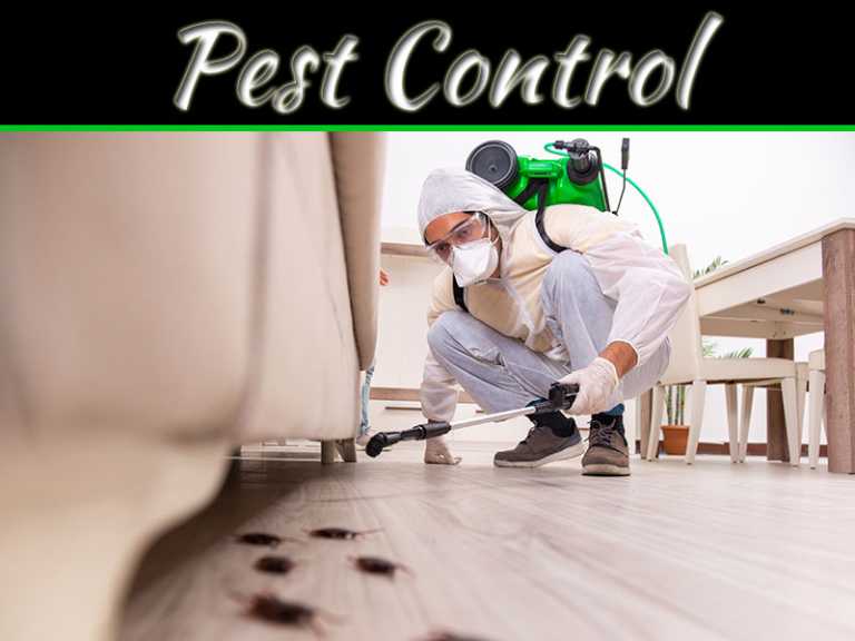 10 Signs Of Home Damage Caused By Pests