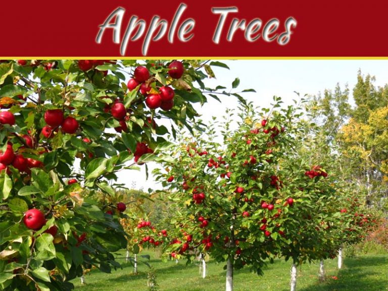 Are All Types Of Apple Trees Suitable For UK Climate?