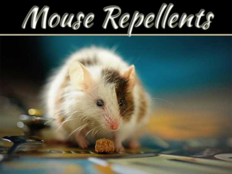Do Mouse Repellents Really Work?