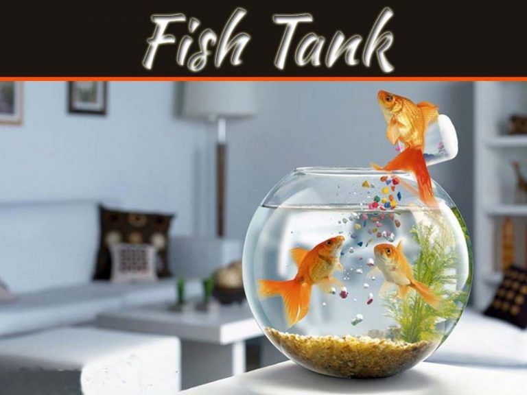 Health Benefits Of Fish Tank At Home: Success And Harmony