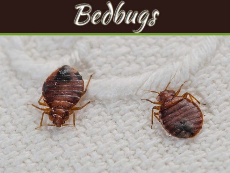 How To Find Bedbugs At Your Home