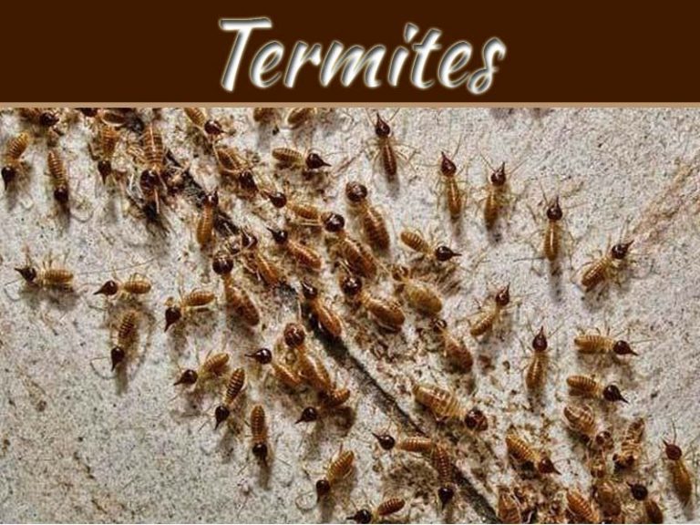 Is It Possible To Permanently Get Rid Of Termites?