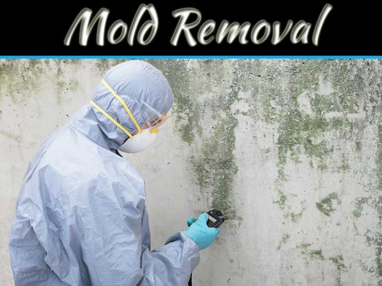 Tips For Mold Removal & Remediation