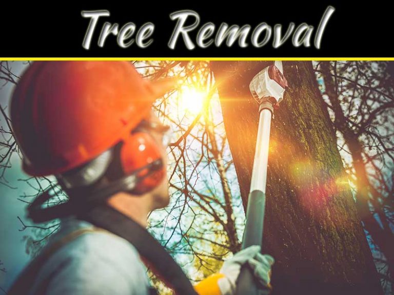 Top 6 Safety Tips For Tree Removal