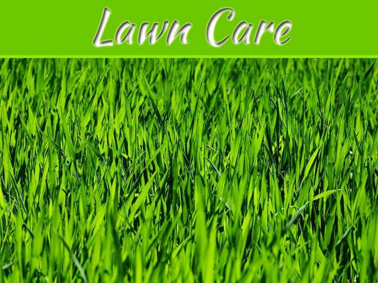 Helping Your Lawn Look Its Best