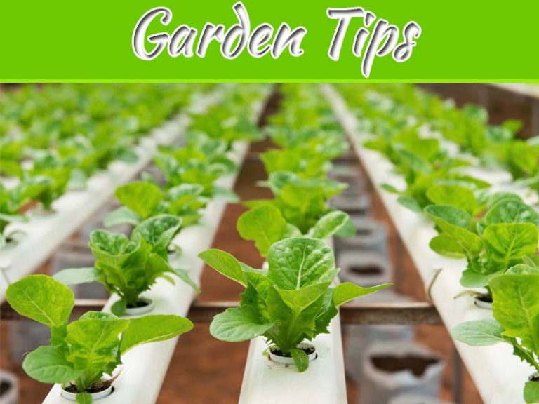 4 Ways Hydroponics Can Benefit Your Garden