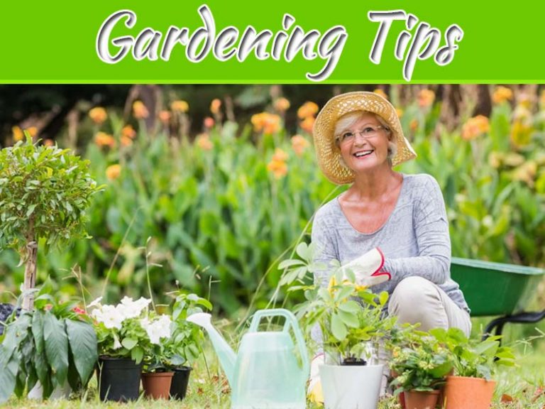 Elderly Gardening Tips For Keeping You Safe