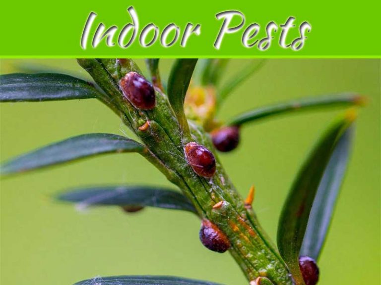 How To Treat And Prevent Indoor Pests On Plants