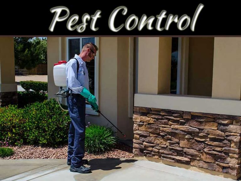 Pest Control Management Tips For Your Lawn Or Home Garden