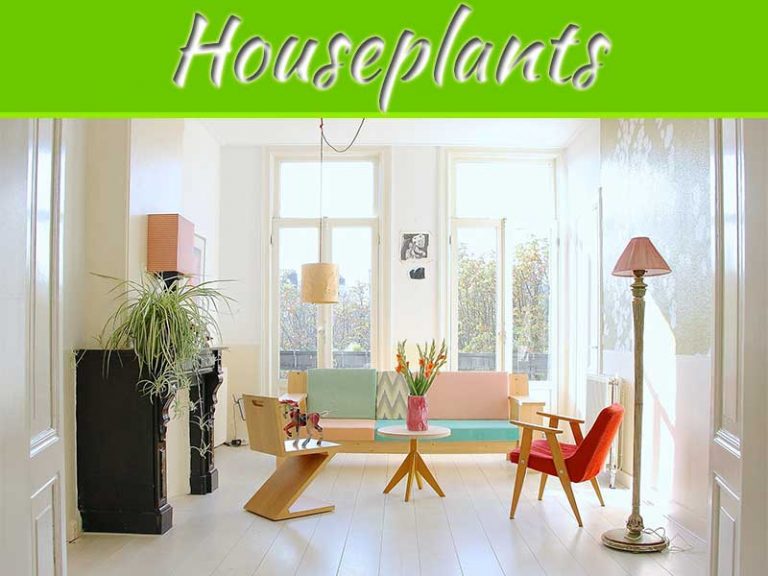 Top 10 Best Houseplants to Refresh Your Home