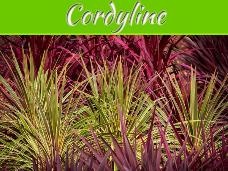 Can You Grow A Cordyline From A Cutting?